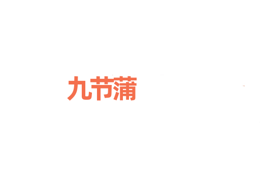 九节蒲